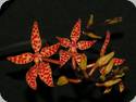 Renanthera monachica x Asc. curvifolium